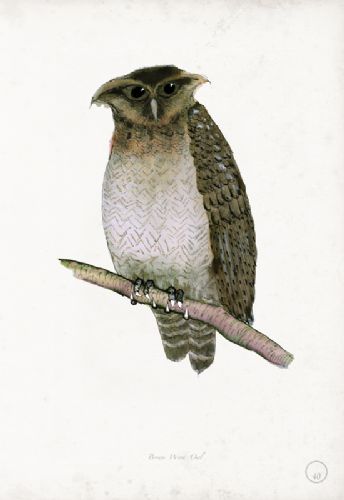 Brown Wood Owl - artist signed print